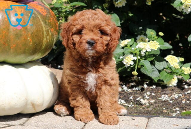 Cavapoo puppy with a curly reddish-brown coat and a white patch on the chest sitting on a stone patio beside stacked pumpkins, with blooming yellow and white flowers in the background. image