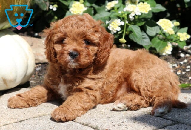 Cavapoo puppy with a reddish-brown curly coat and white markings on the chest and paw, lying on a stone patio beside pumpkins and yellow flowers in the garden sunshine. image