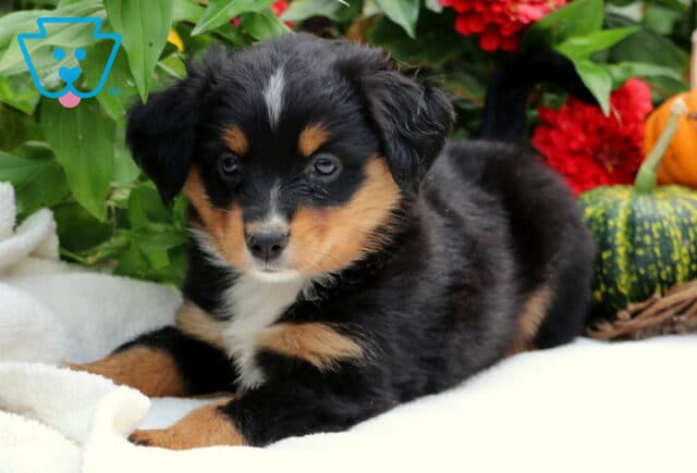Sarge Mini Aussiedoodle image