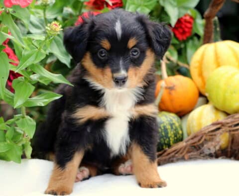 Sarge Mini Aussiedoodle2