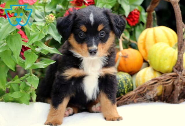 Sarge Mini Aussiedoodle2 image