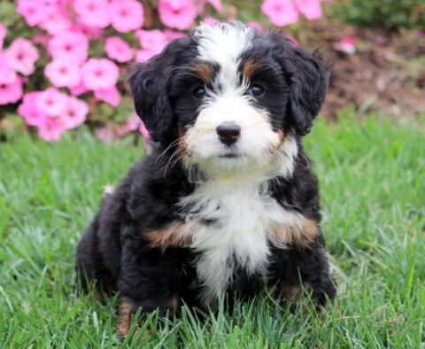 Cute Mini Bernedoodle with black, white, and tan markings posing in front of pink flowers.