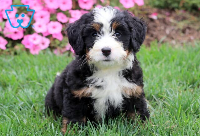 Cute Mini Bernedoodle with black, white, and tan markings posing in front of pink flowers. image