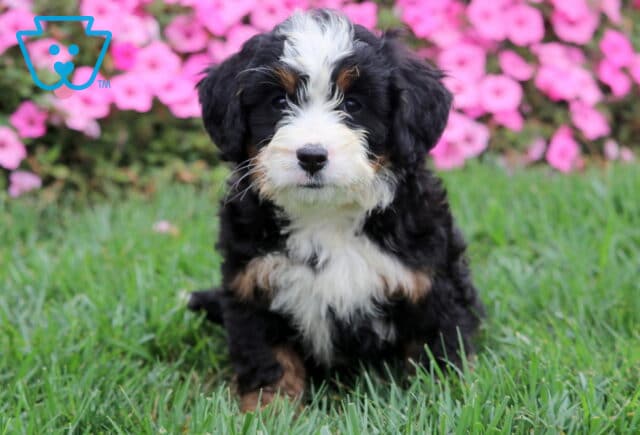 Tricolor Mini Bernedoodle puppy with fluffy black curls and white blaze sitting on grass. image