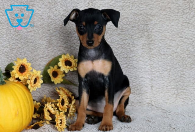 Sassy Min Pin image