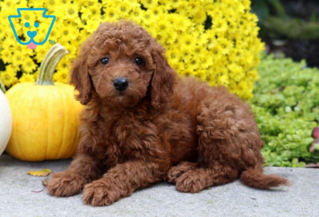 Scampy Irishdoodle image