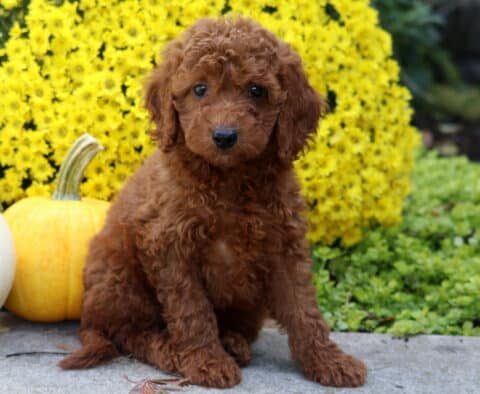 Scampy Irishdoodle2