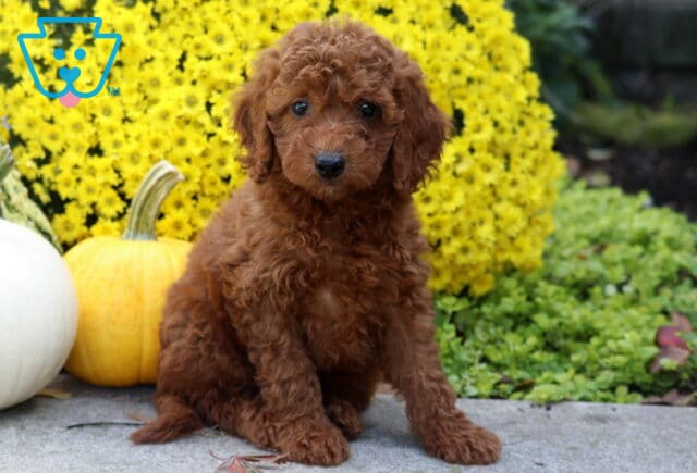 Scampy Irishdoodle2 image