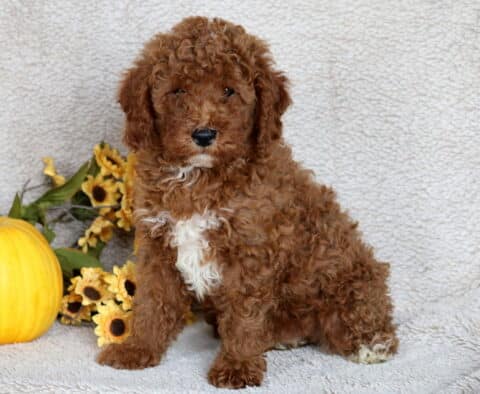 Fluffy Mini Poodle puppy with a curly reddish-brown coat and white markings on the chest sitting upright beside a pumpkin and bright yellow sunflowers on a soft blanket.