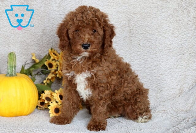 Fluffy Mini Poodle puppy with a curly reddish-brown coat and white markings on the chest sitting upright beside a pumpkin and bright yellow sunflowers on a soft blanket. image