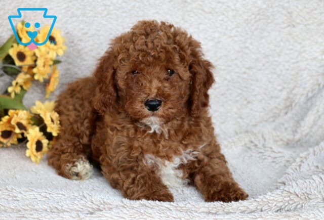 Sweet Mini Poodle puppy with curly reddish-brown fur and a white chest patch lying down on a soft beige blanket beside a bunch of yellow sunflowers. image