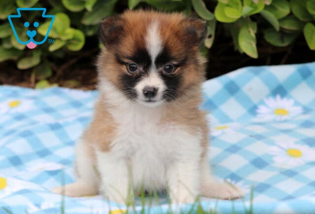 Brown and white Pomeranian puppy with a white blaze on its forehead and dark mask markings sitting on a blue checkered blanket decorated with daisies. image