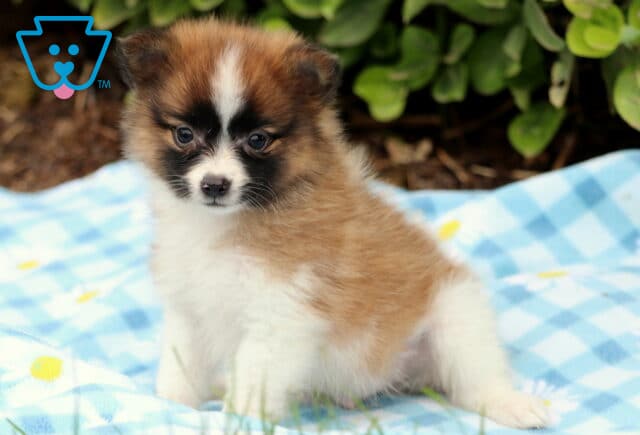 Brown and white Pomeranian puppy with a dark facial mask and white blaze sitting on a blue checkered blanket decorated with daisies, looking slightly to the side. image