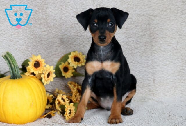 Scotty Min Pin image