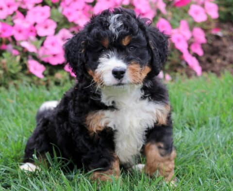 Tricolor Mini Bernedoodle puppy sitting in grass with bright pink flowers in the background.