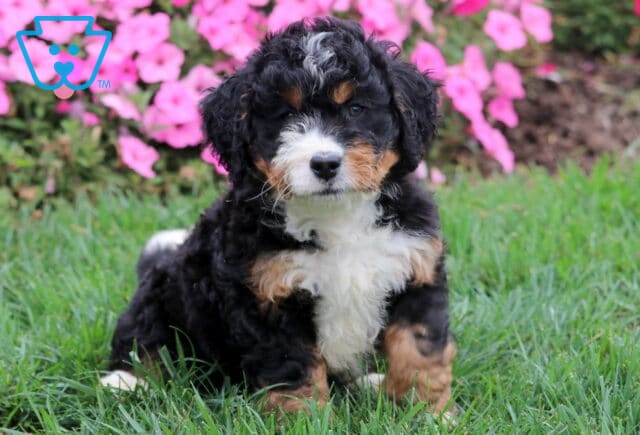 Tricolor Mini Bernedoodle puppy sitting in grass with bright pink flowers in the background. image