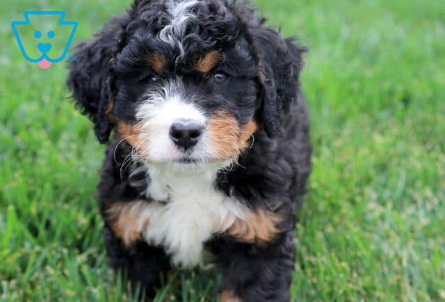 Close-up of a Mini Bernedoodle puppy with white chest and soft curly coat. image