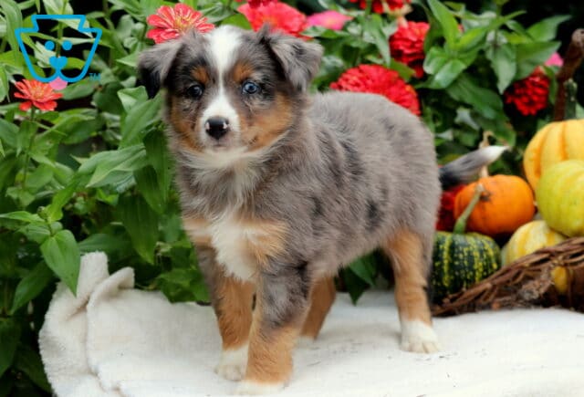 Selena Mini Aussiedoodle image
