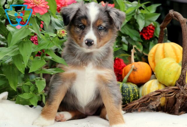 Selena Mini Aussiedoodle2 image