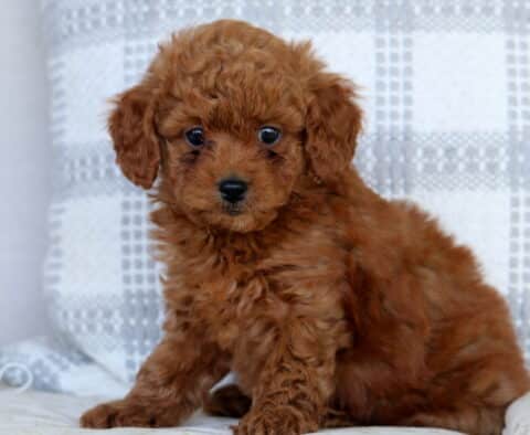 Shadow Mini Goldendoodle