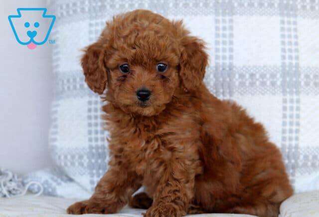 Shadow Mini Goldendoodle image