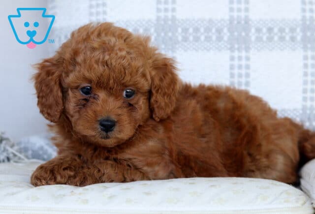 Shadow Mini Goldendoodle2 image