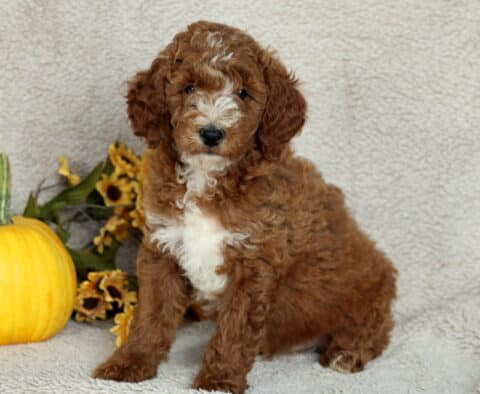 Charming Mini Poodle puppy with curly reddish-brown fur, a white chest, and a splash of white on the nose sitting beside a yellow pumpkin and sunflowers on a cozy blanket.