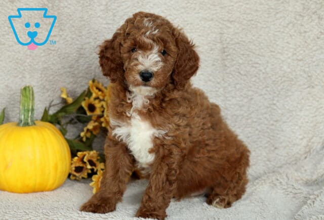 Charming Mini Poodle puppy with curly reddish-brown fur, a white chest, and a splash of white on the nose sitting beside a yellow pumpkin and sunflowers on a cozy blanket. image