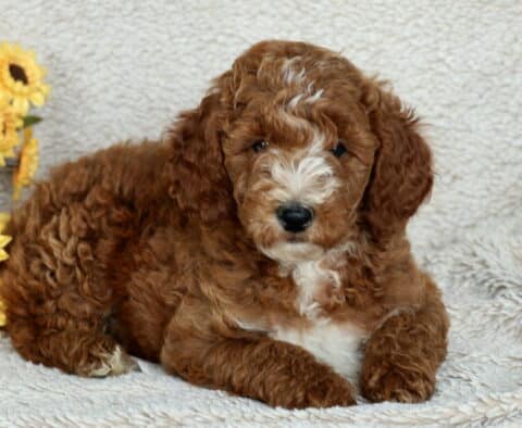 Adorable Mini Poodle puppy with a curly reddish-brown coat and fluffy white markings on the nose, chest, and paws laying on a soft beige blanket beside yellow sunflowers.