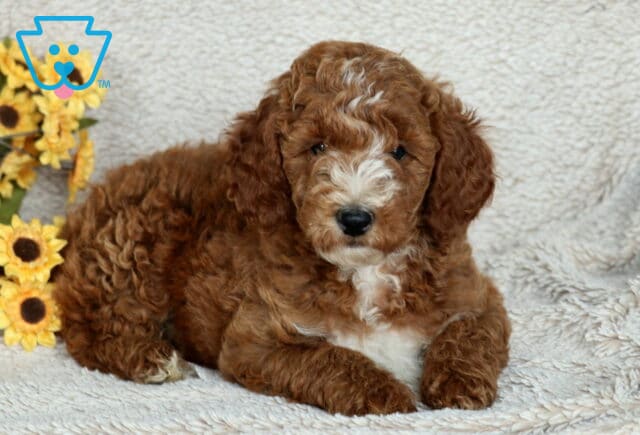 Adorable Mini Poodle puppy with a curly reddish-brown coat and fluffy white markings on the nose, chest, and paws laying on a soft beige blanket beside yellow sunflowers. image