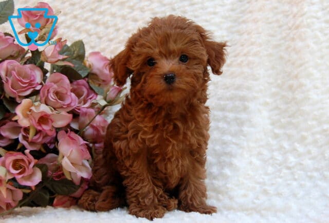 Shakyra Toy Goldendoodle image