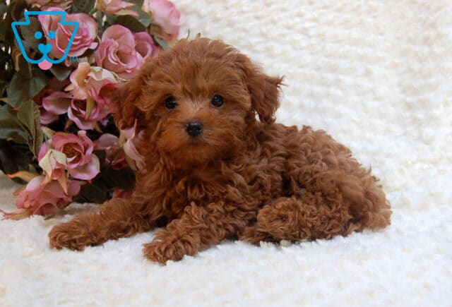 Shakyra Toy Goldendoodle2 image