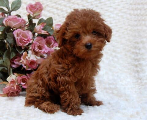 Shakyra Toy Goldendoodle3