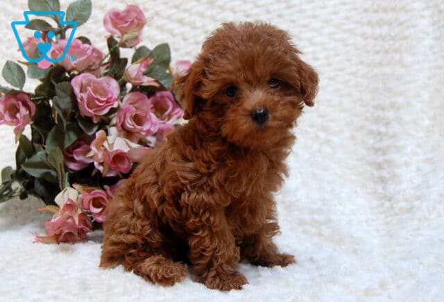 Shakyra Toy Goldendoodle3 image