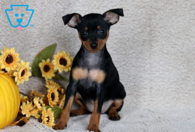 Shay Min Pin image