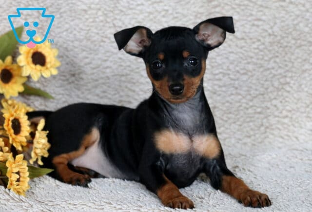 Shay Min Pin2 image