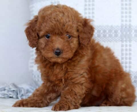 Shayla Mini Goldendoodle