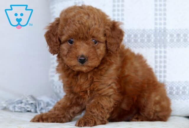 Shayla Mini Goldendoodle image