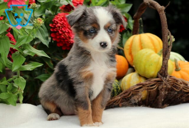 Shylo Mini Aussiedoodle image
