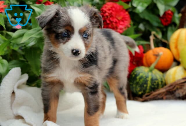 Shylo Mini Aussiedoodle2 image