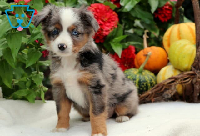 Shylo Mini Aussiedoodle3 image