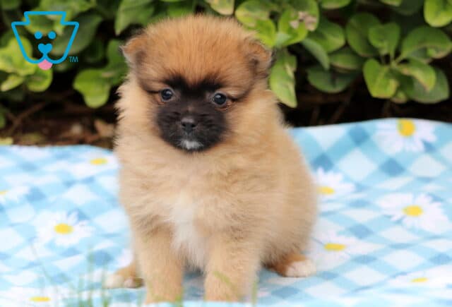Fluffy brown Pomeranian puppy with a dark face mask and white chest sitting on a blue checkered blanket with daisy prints, looking curiously at the camera. image