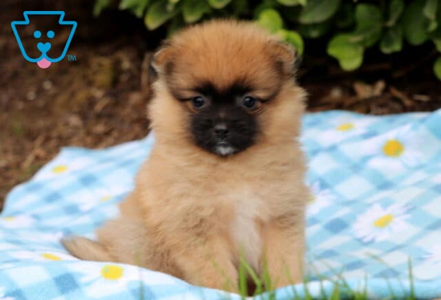 Fluffy brown Pomeranian puppy with a dark face mask and tiny white chin patch sitting on a blue checkered blanket decorated with daisies. image