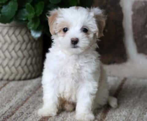 White and tan Maltipoo puppy with fluffy fur sitting on a rug in front of a stone wall