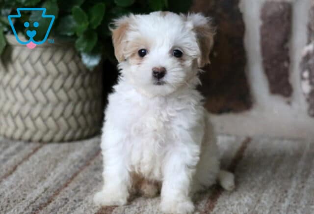 White and tan Maltipoo puppy with fluffy fur sitting on a rug in front of a stone wall image