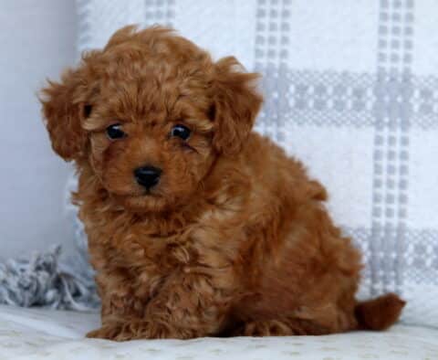 Sky Mini Goldendoodle