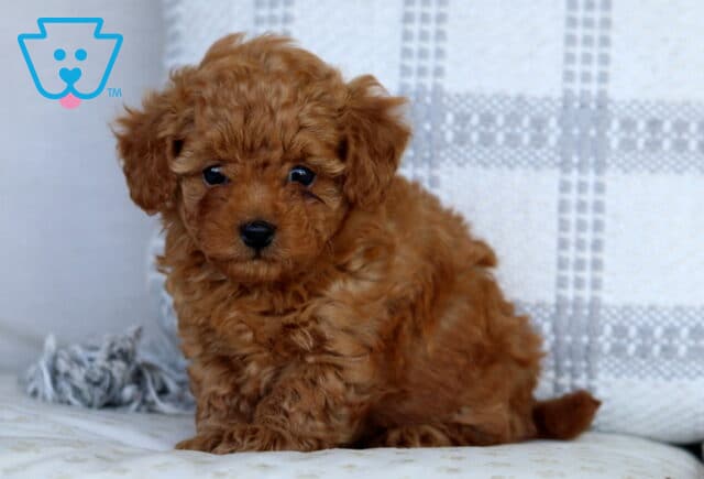 Sky Mini Goldendoodle image