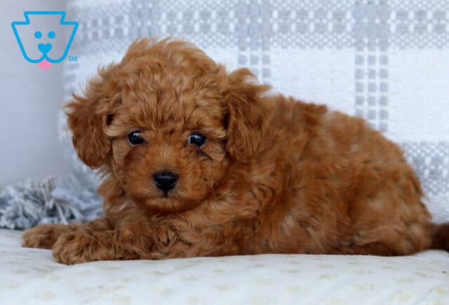 Sky Mini Goldendoodle2 image