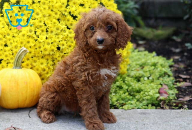 Skyla Irishdoodle2 image