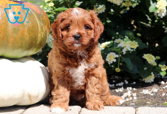 Adorable Cavapoo puppy with a reddish-brown wavy coat and white markings on the chest and paws, sitting beside large pumpkins and blooming flowers in a sunny outdoor garden. image
